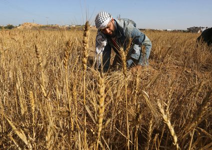 مزارعون يحصدون القمح جنوب غزة