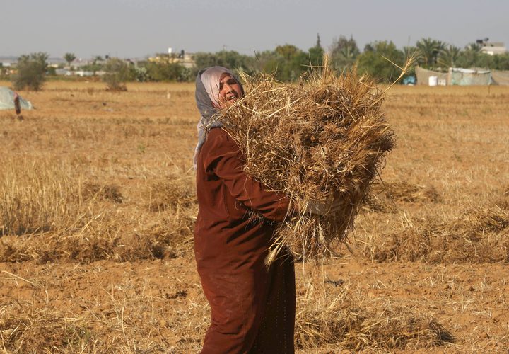 المزارعون الفلسطينيون يحصدون القمح في خان يونس جنوب قطاع غزة في 29 أبريل 2019