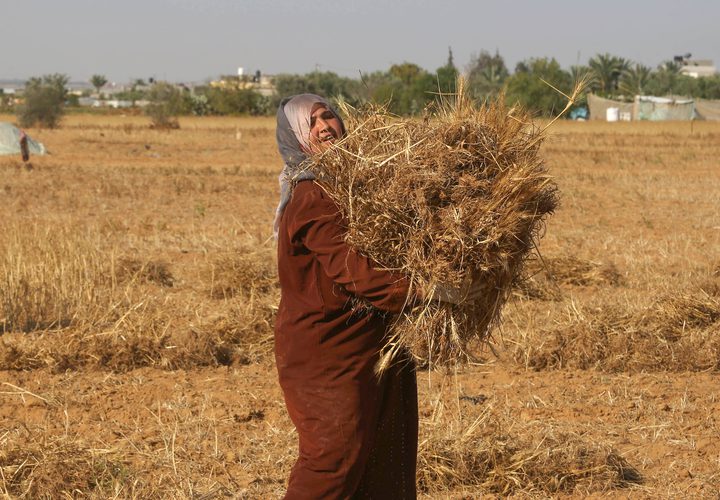 المزارعون الفلسطينيون يحصدون القمح في خان يونس جنوب قطاع غزة في 29 أبريل 2019