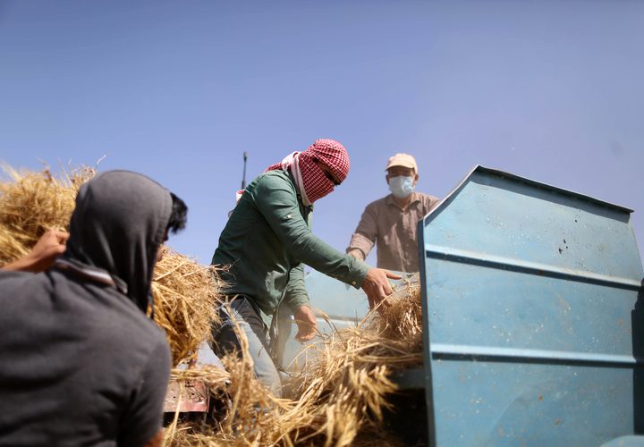 المزارعون الفلسطينيون يحصدون القمح في خان يونس جنوب قطاع غزة في 29 أبريل 2019