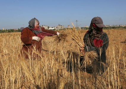 المزارعون الفلسطينيون يحصدون القمح في خان يونس جنوب قطاع غزة في 29 أبريل 2019