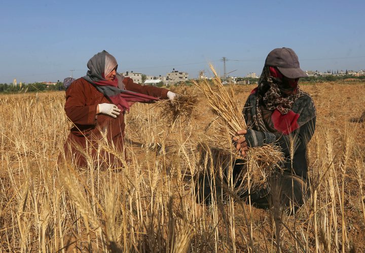 المزارعون الفلسطينيون يحصدون القمح في خان يونس جنوب قطاع غزة في 29 أبريل 2019