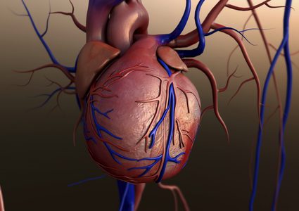 اليابان.. علماء يطورون أعضاء بشرية في الحيوانات