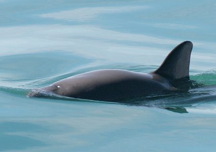 حوت يهرب إلى النرويج ويوثق رحلته بالكاميرا