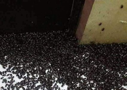 بسبب "الغزو الأسود"... استنفار في إسرائيل و6 دول عربية"صور"