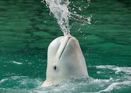 "حوت روسي أليف" يهرب إلى النرويج (فيديو)