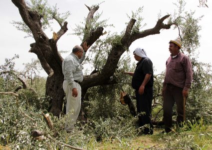 مزارعون فلسطينيون يتفقدون أشجار الزيتون التي قطعها المستوطنون في قرية برقة ، شرق مدينة رام الله بالضفة الغربية ، في 1 مايو 2019.