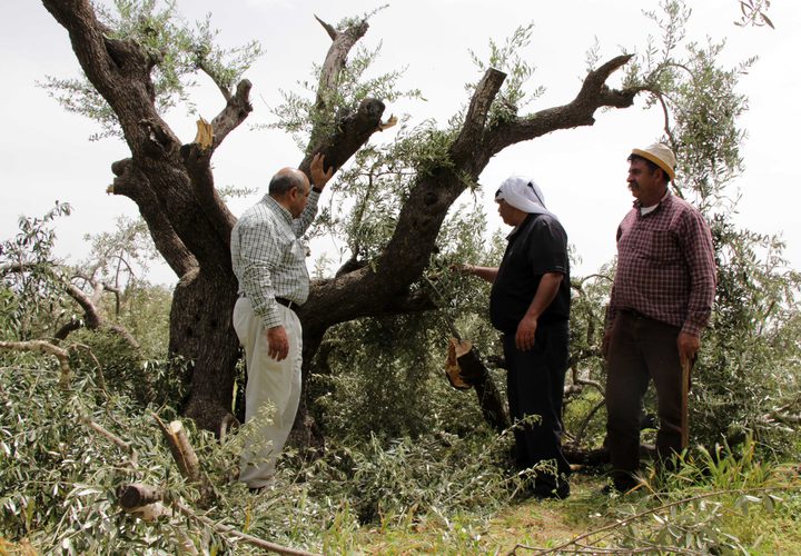 مزارعون فلسطينيون يتفقدون أشجار الزيتون التي قطعها المستوطنون في قرية برقة ، شرق مدينة رام الله بالضفة الغربية ، في 1 مايو 2019.