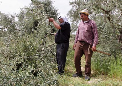 مزارعون يتفقدون أشجار الزيتون التي قطعها المستوطنون شرق رام الله