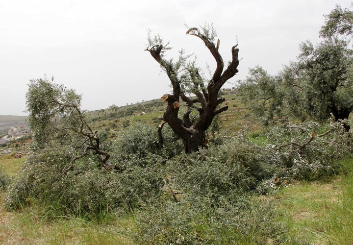 مزارعون فلسطينيون يتفقدون أشجار الزيتون التي قطعها المستوطنون في قرية برقة ، شرق مدينة رام الله بالضفة الغربية ، في 1 مايو 2019.