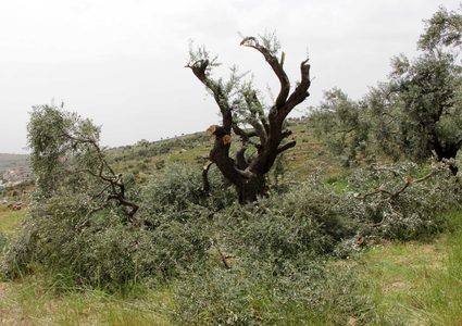 مزارعون يتفقدون أشجار الزيتون التي قطعها المستوطنون شرق رام الله