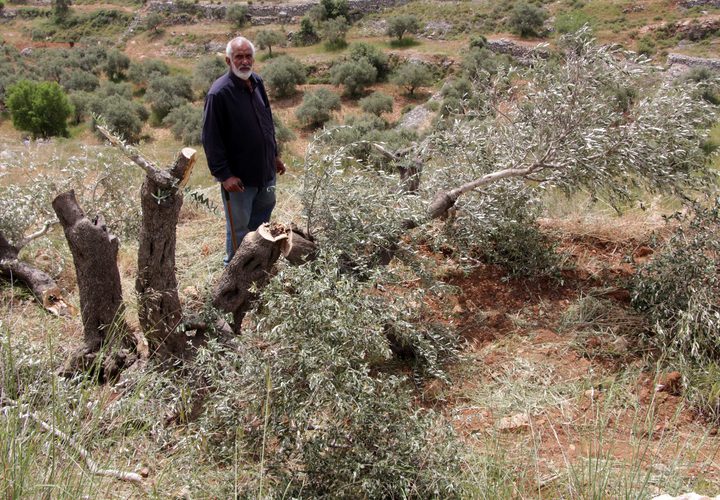 مزارعون فلسطينيون يتفقدون أشجار الزيتون التي قطعها المستوطنون في قرية برقة ، شرق مدينة رام الله بالضفة الغربية ، في 1 مايو 2019.