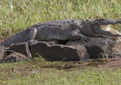 تمساح جائع يفترس راعيا حتى الموت!