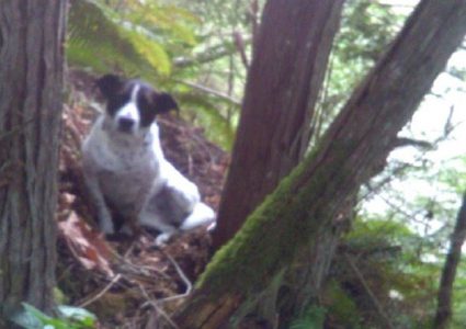 "وفاء حتى الوفاة".. كلب يحرس جثة صاحبه لغاية العثور عليه!