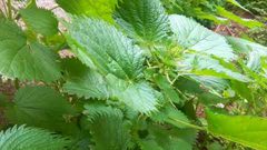 تعرف على الفوائد الجمة لنبتة القريص...؟