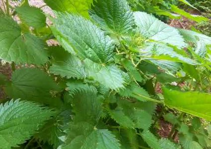 تعرف على الفوائد الجمة لنبتة القريص...؟