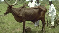 رفضت عريسا قدم لها 40 رأسا من البقر فقتلها أشقاؤها