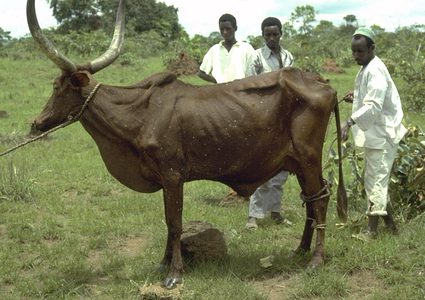 رفضت عريسا قدم لها 40 رأسا من البقر فقتلها أشقاؤها