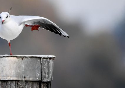 موقف نادر لطائر نورس في لندن