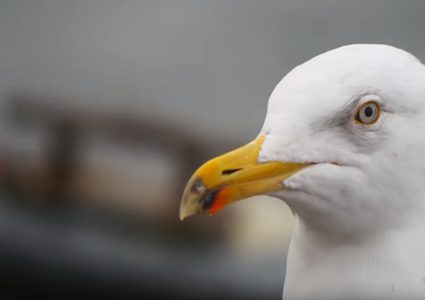 بالفيديو.. موقف نادر لطائر نورس في لندن