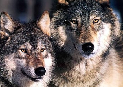 دراسة: الذئاب أكثر اجتماعية وتعاونا من الكلاب