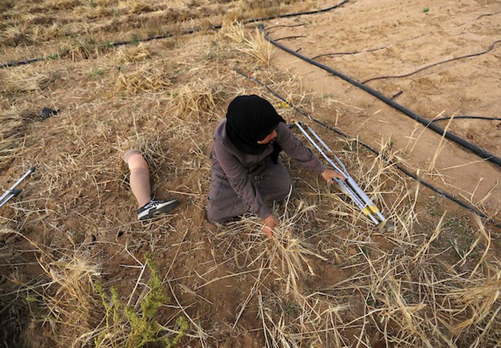 صهيب قديح 33 عامًا ، وأخته نزيهة قديح 38 عامًا ، فقدا ساقيهما بعد إطلاق النار عليهما من قبل قوات الاحتلال الإسرائيلي خلال  مسيرات العودة الأسبوعية، في حصاد محصول القمح في حقلهما ، في خان يونس جنوب قطاع غزة .