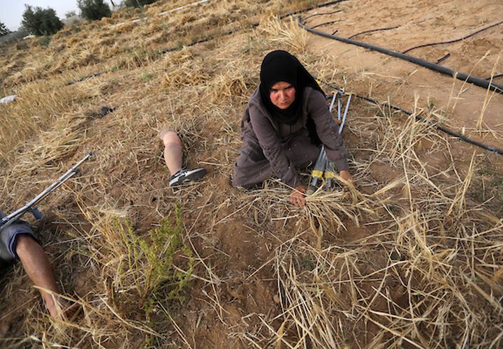 صهيب قديح 33 عامًا ، وأخته نزيهة قديح 38 عامًا ، فقدا ساقيهما بعد إطلاق النار عليهما من قبل قوات الاحتلال الإسرائيلي خلال  مسيرات العودة الأسبوعية، في حصاد محصول القمح في حقلهما ، في خان يونس جنوب قطاع غزة .