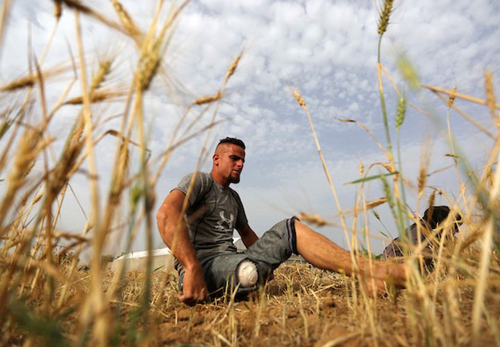 صهيب قديح 33 عامًا ، وأخته نزيهة قديح 38 عامًا ، فقدا ساقيهما بعد إطلاق النار عليهما من قبل قوات الاحتلال الإسرائيلي خلال  مسيرات العودة الأسبوعية، في حصاد محصول القمح في حقلهما ، في خان يونس جنوب قطاع غزة .