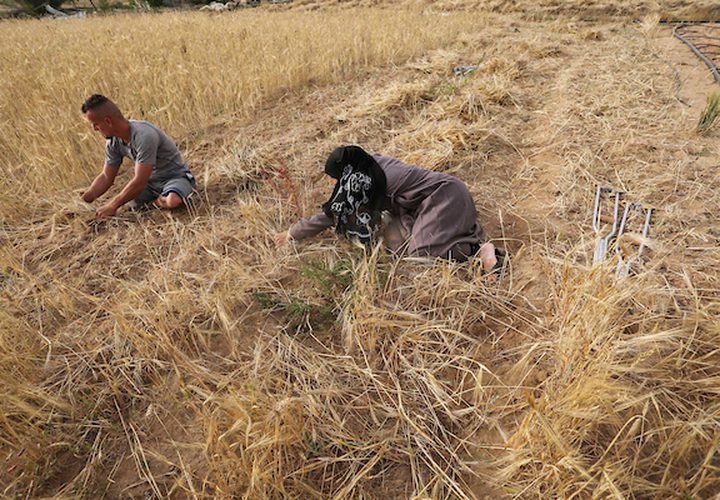 صهيب قديح 33 عامًا ، وأخته نزيهة قديح 38 عامًا ، فقدا ساقيهما بعد إطلاق النار عليهما من قبل قوات الاحتلال الإسرائيلي خلال  مسيرات العودة الأسبوعية، في حصاد محصول القمح في حقلهما ، في خان يونس جنوب قطاع غزة .