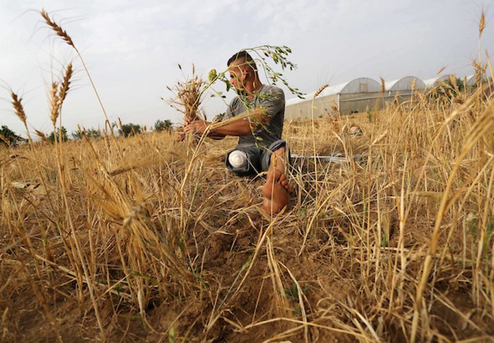 صهيب قديح 33 عامًا ، وأخته نزيهة قديح 38 عامًا ، فقدا ساقيهما بعد إطلاق النار عليهما من قبل قوات الاحتلال الإسرائيلي خلال  مسيرات العودة الأسبوعية، في حصاد محصول القمح في حقلهما ، في خان يونس جنوب قطاع غزة .