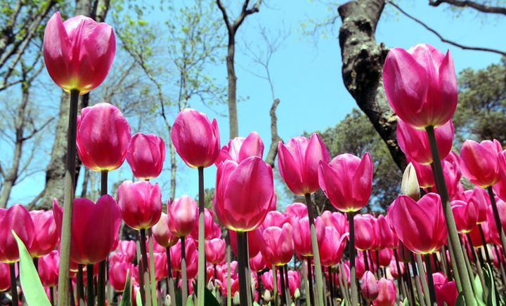 10 آلاف دولار غرامة لمن يقطف زهرة نادرة في تركيا