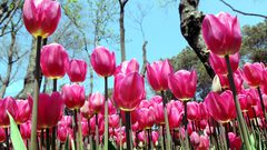 10 آلاف دولار غرامة لمن يقطف زهرة نادرة في تركيا