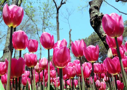 10 آلاف دولار غرامة لمن يقطف زهرة نادرة في تركيا