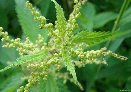 فوائد مذهلة للقراص.. “صيدلية كاملة في منزلك”