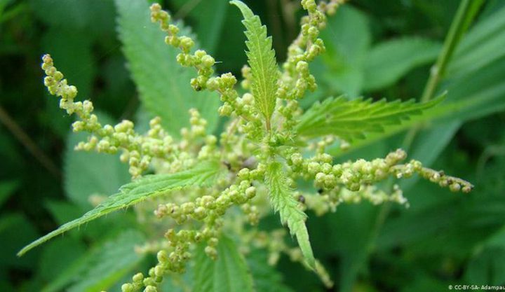 فوائد مذهلة للقراص.. “صيدلية كاملة في منزلك”