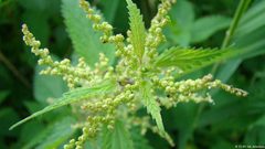 فوائد مذهلة للقراص.. “صيدلية كاملة في منزلك”