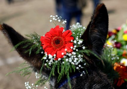 بالصور: بلدة مكسيكية تحتفي بالحمير لأسباب