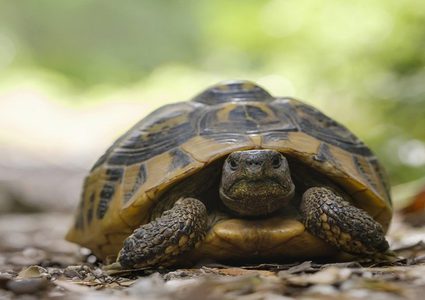 اكتشاف بقايا سلاحف عاشت قبل 130 مليون سنة