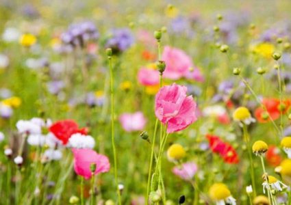 طقس الأحد: أجواء ربيعية معتدلة خلال النهار باردة ليلا