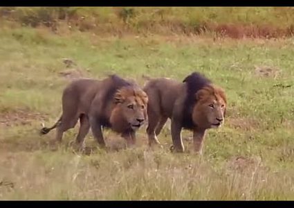 نجاة حارس حديقة حيوانات في ألمانيا من هجوم أسدان هائجان