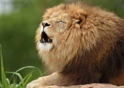 أسدان "هائجان" يرفضان وجبة اللحم.. ويفتكان بحاملها