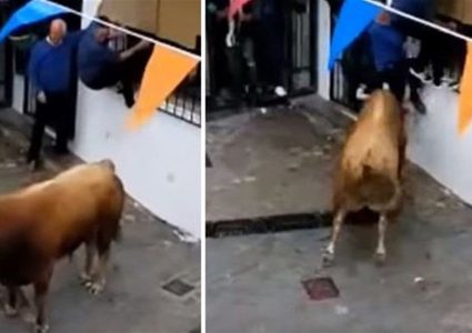 وفاة سبعيني بطريقة مأساوية... نطحه ثور هائج