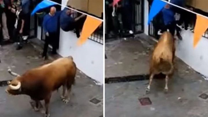 وفاة سبعيني بطريقة مأساوية... نطحه ثور هائج