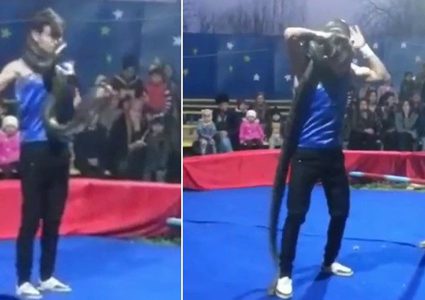 لفّ الأفعى على عنقه في عرض سيرك... فكانت الكارثة