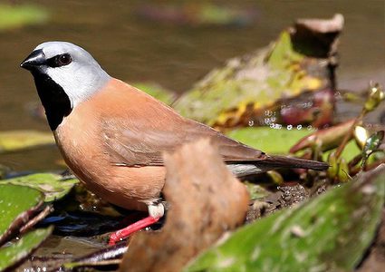 طائر صغير يعطل مشروعا لانتاج 27 مليار طن لانتاج الفحم