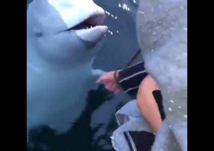 حوت يعيد هاتفا لسياح بعد سقوطه في الماء