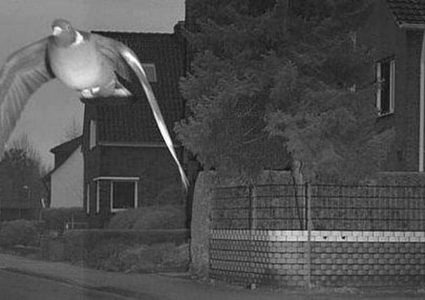 ألمانيا.. الشرطة تحالف "حمامة" تجاوزت السرعة القانونية