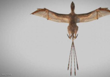 أحفورة ديناصور مجنح تسبب تحولا مثيرا في "تطور الطيور"