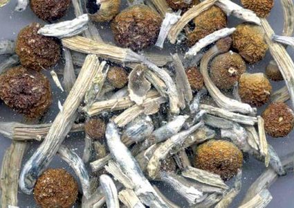 "الفطر السحري".. مدينة أميركية تقترب من إجازة مخدر الهلوسة