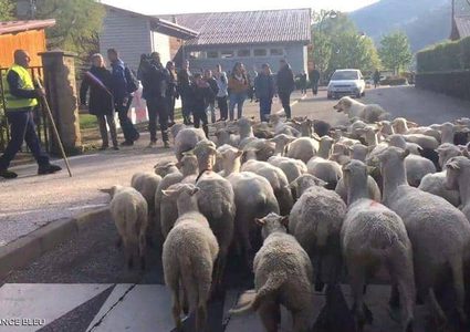 بهدف "إنقاذ الفصول".. تسجيل 15 خروفا في مدرسة ابتدائية